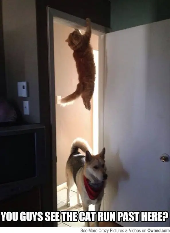 You guys see the cat run past here?